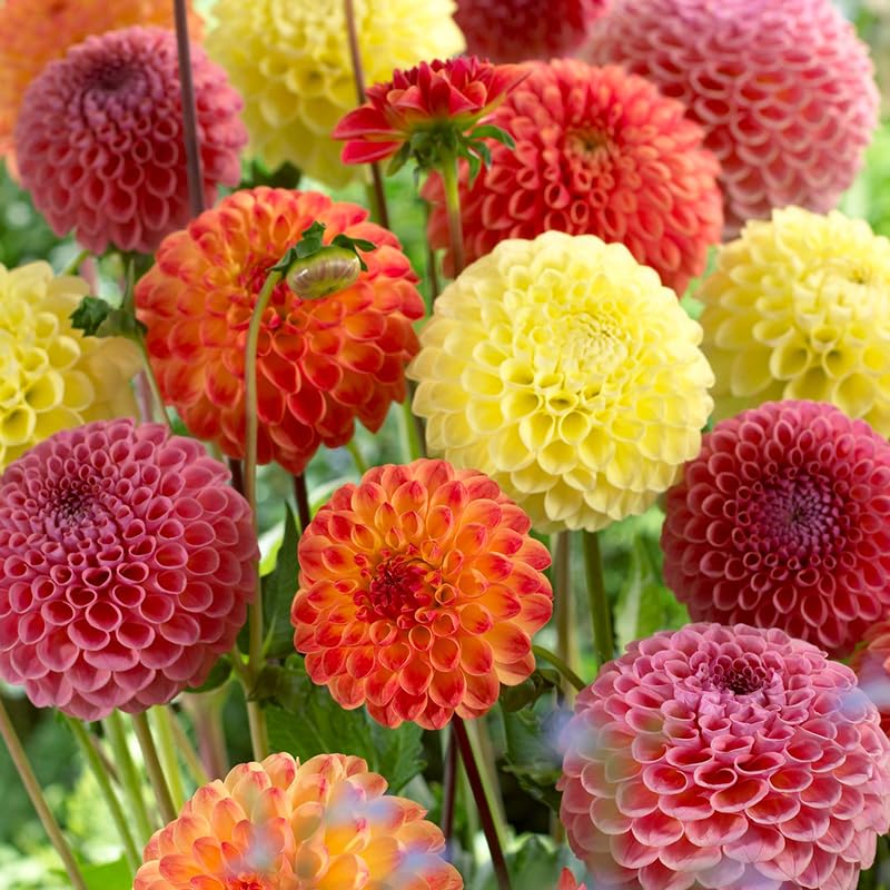 Ball Mixture Dahlias