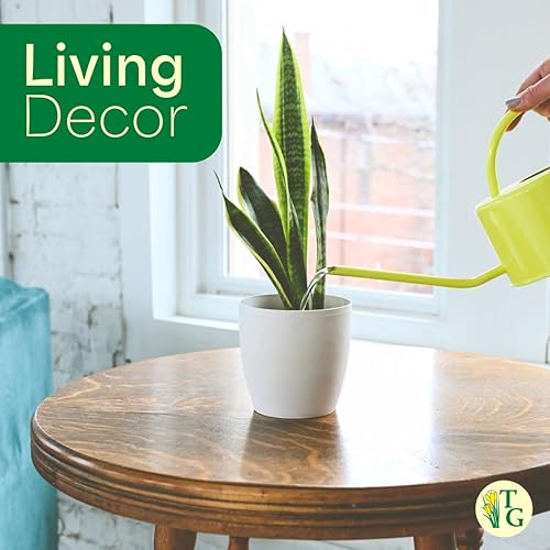 Miniatura 5 de Thorsen's Greenhouse Planta de serpiente abigarrada, Dracaena Trifasciata, Sansevieria, lengua de suegra, poca luz, fácil de cultivar, planta de