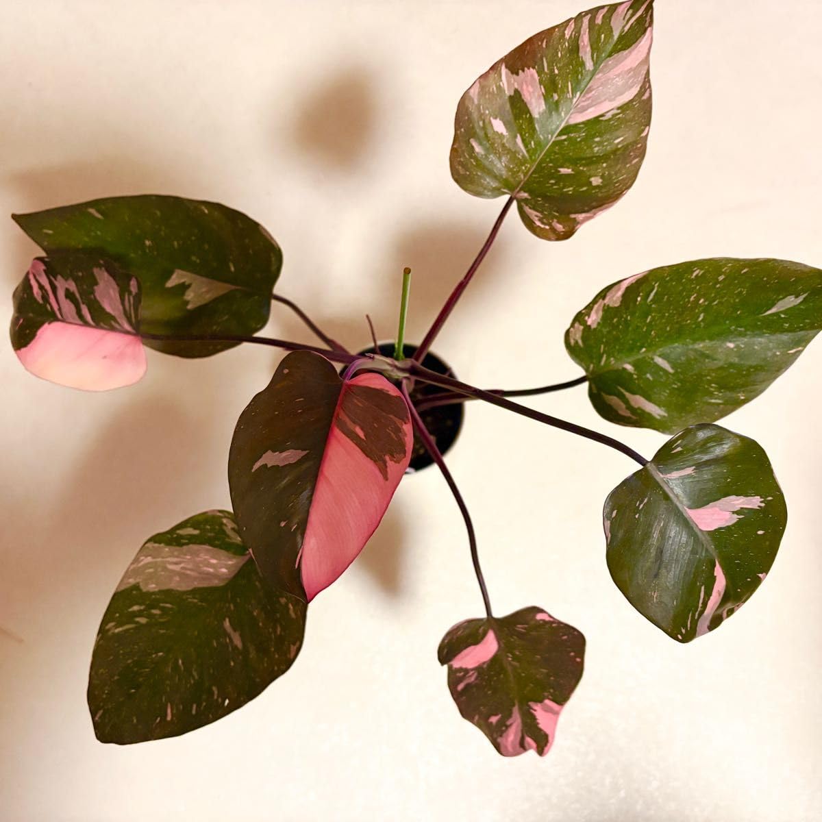 Amazon｜観葉植物 フィロデンドロン ピンクプリンセス マーブルキング