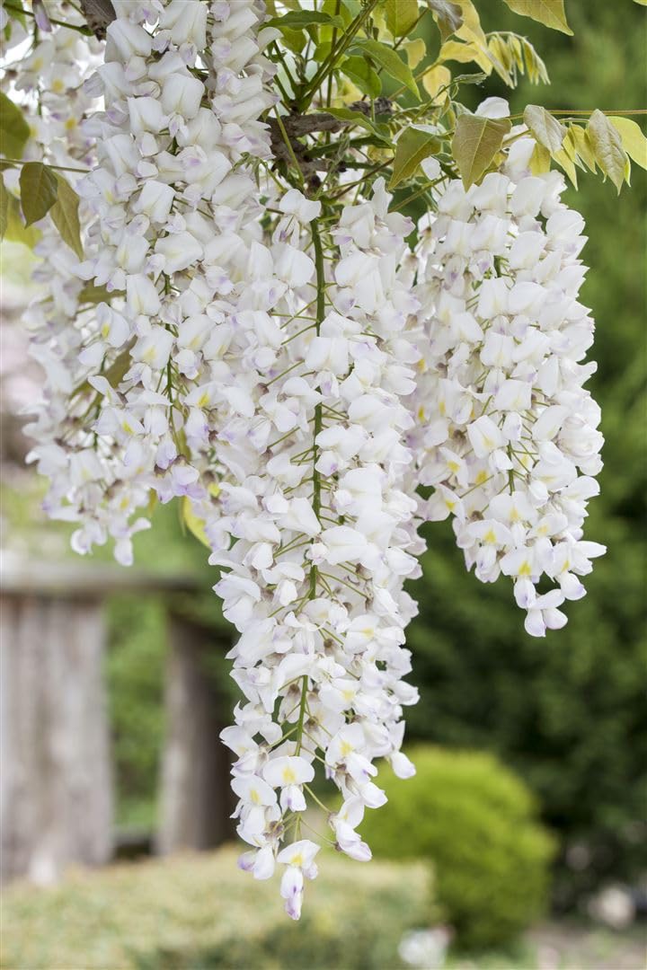 Weißer Chinesicher Blauregen - Wisteria sinensis 'Alba' Kletterpflanze mit großen weißen Blütentrauben - Topf gewachsen (60-100cm)