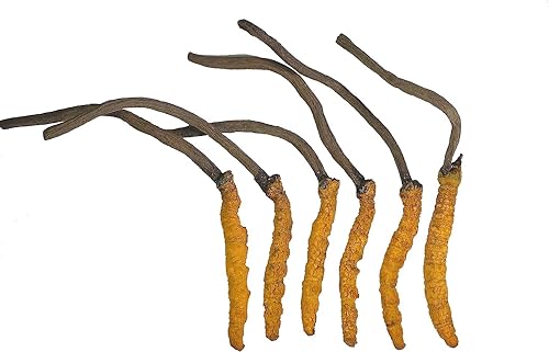 Miniatura 4 de Cordyceps salvajes, Cordyceps Sinensis entero del Himalaya Yarsha Gumba, genuino y muy raro de alto grado, aumenta la energía, YarshaGumba reduce el