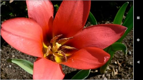 1017 Flowers Wallpapers