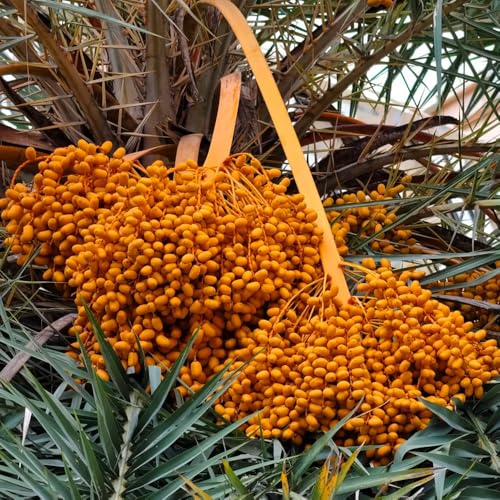Comprar semillas de palmera datilera - cobertura del suelo resistentes variedades antiguas de exterior balcón jardín 10pcs