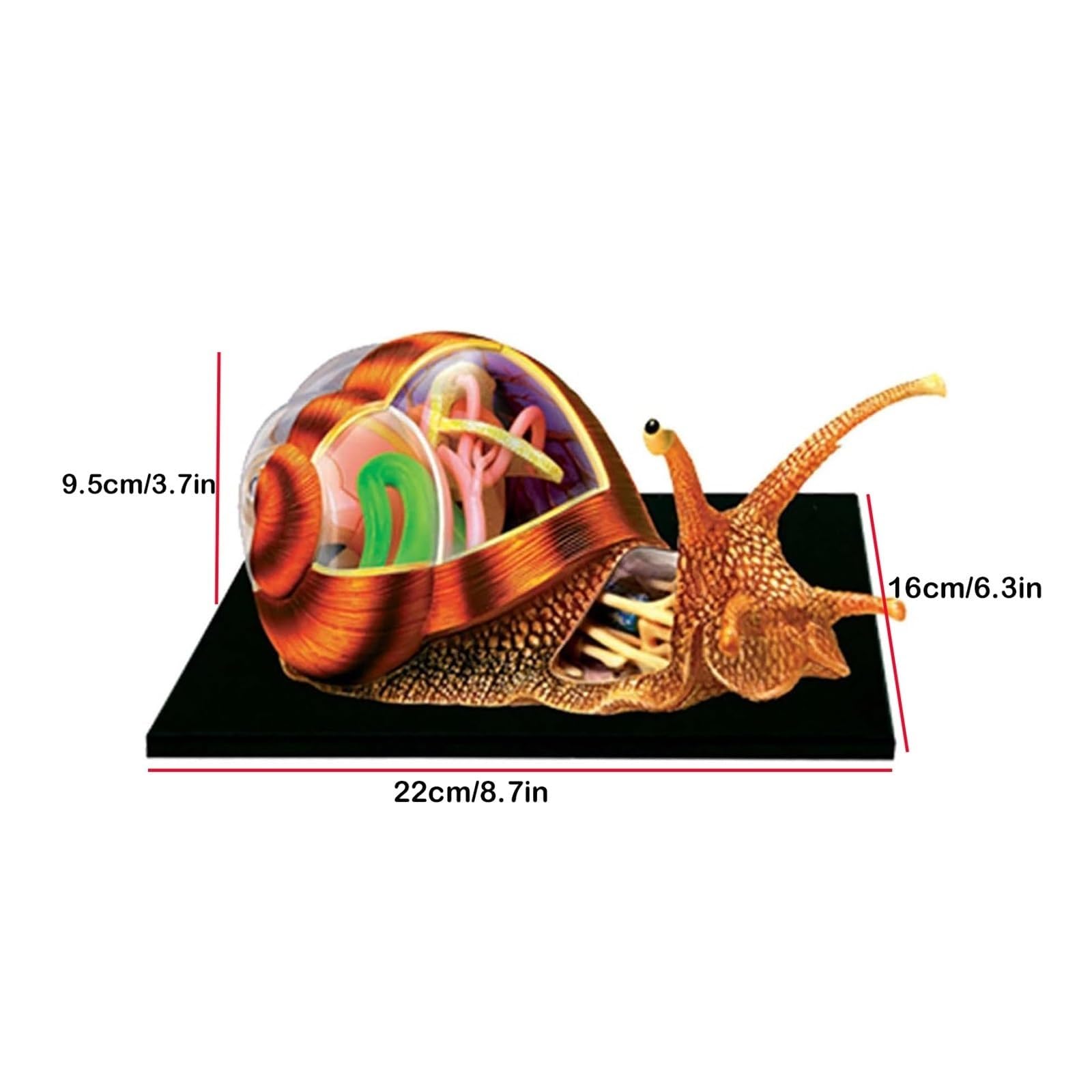 4D VISION SNAIL ANATOMY MODEL 動物解剖 カタツムリ 4D VISION SNAIL ANATOMY MODEL 動物解剖 カタツムリ 4D VISION SNAIL