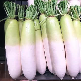 100pcs Chinese Radish Seeds for Outdoor Courtyard Farm Planting Have Decorative Suitable Outdoor Home Planting Strong Root