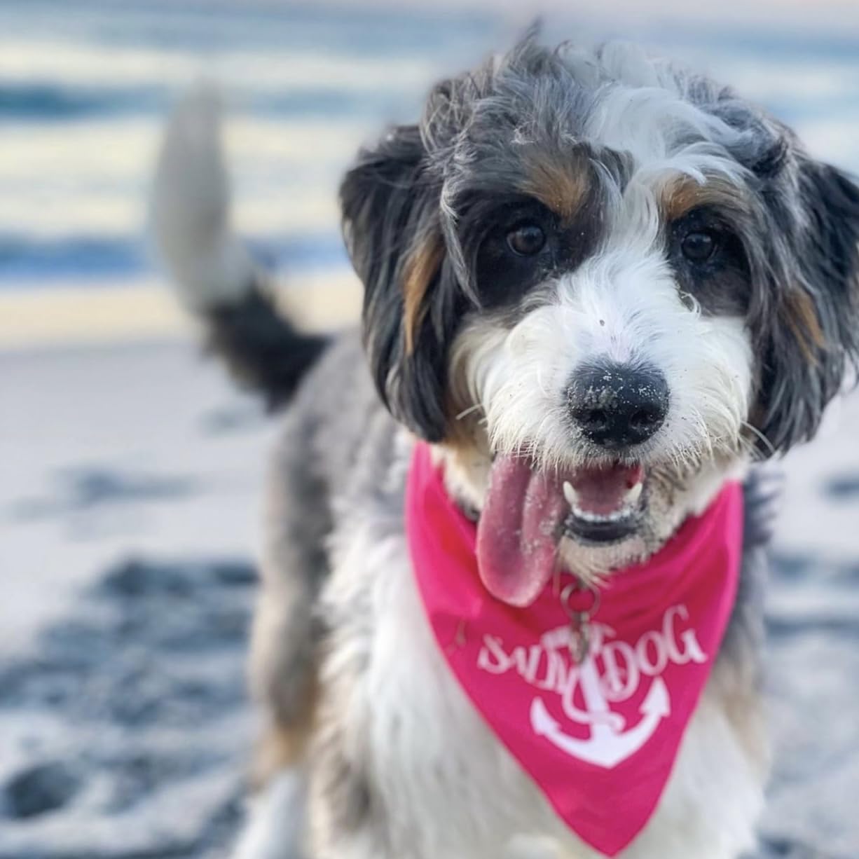 Tees & Tails Salty Dog Beach Dog Anchor - Pañuelo Perro Bandana Triangular (colores surtidos)