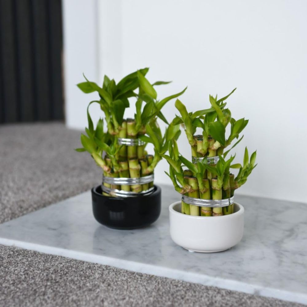 Dracaena sanderiana 'Lucky Bamboo' - Feng Shui Symbol, Easy-Care Indoor Plant, Hydroponic Growth – 1x 12cm Potted Plant by Thompson & Morgan