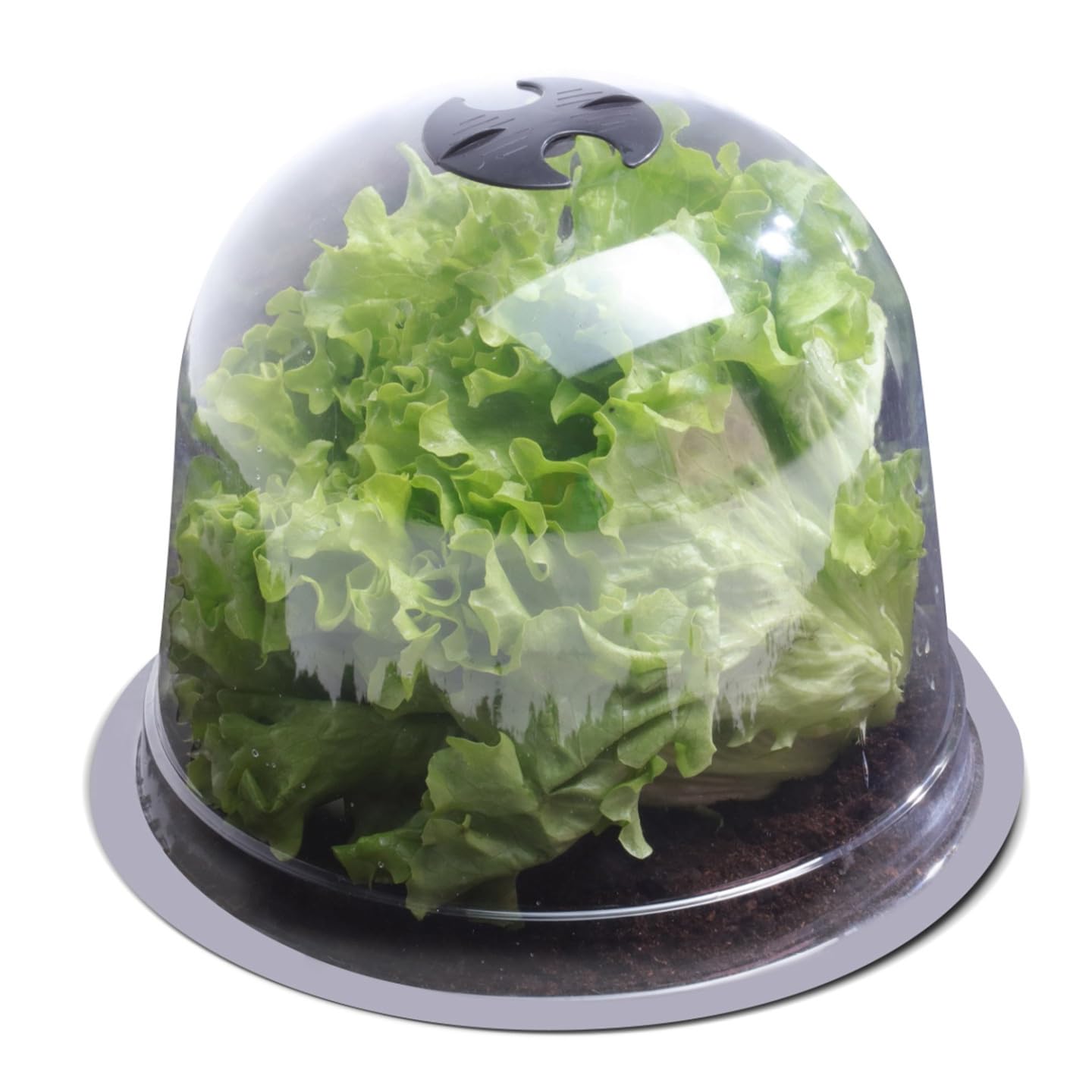 IDMarket - Campana para ensalada x12 invernadero para proteger las plántulas