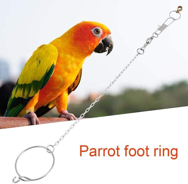 Foto 3 de 4 de Cadena de pie de pájaro de Acero Inoxidable con Anillo Loros para Mascotas Cadena de pie de Tobillera…