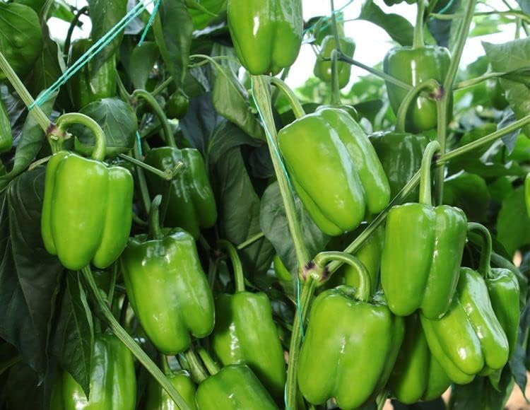 Biber Dik dolma Tohumu - Aksel 10 gr