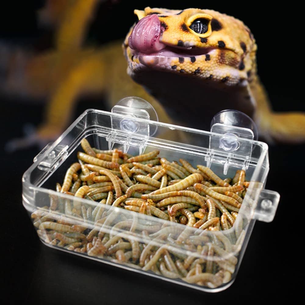 DONGKER Bol Caméléon,Mangeoire d'alimentation en Eau pour Reptiles avec Ventouse pour L'alimentation des Reptiles Caméléon Iguane Lézard