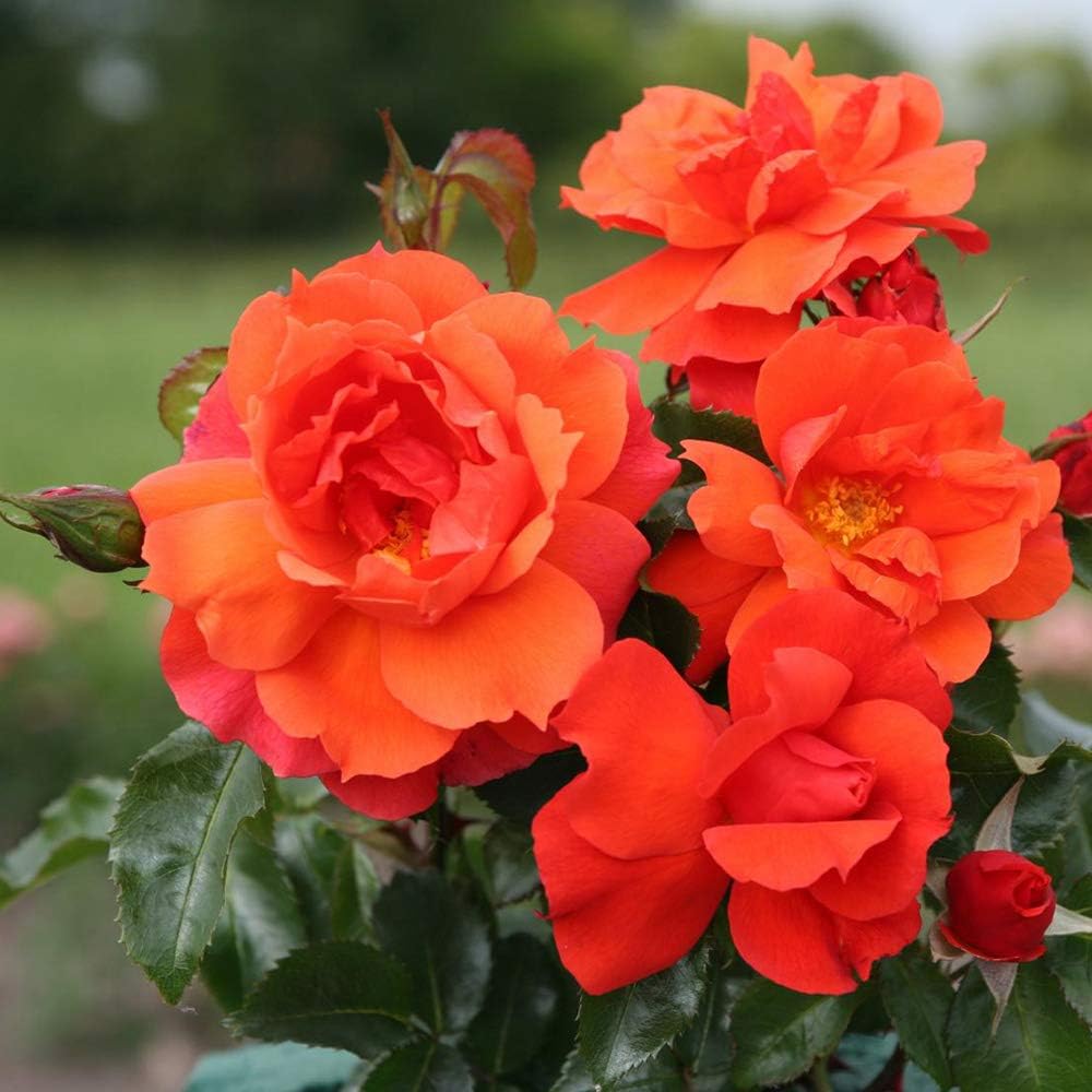 Floribunda Rose Bush - Sunbelt® Sierra Lady™ Live Orange Plant for Outdoor Planting