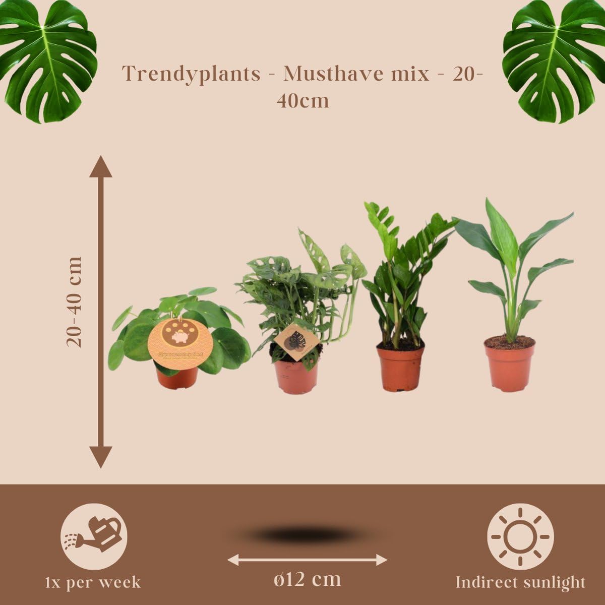 Trendyplants - 4 plantes d'intérieur incontournables - Plante à crêpes - Monstera - Zamioculcas - Strelitzia - Hauteur 20-40 cm - Taille du pot Ø12cm