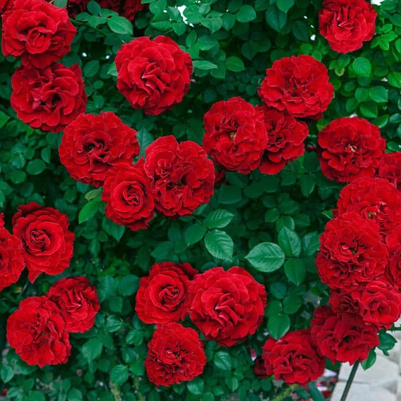Image of Hybrid Climbing Rose Flower Seeds - High Germination, Fragrant & Colorful Blooms | Perennial Garden Seeds for Home, Balcony & Outdoor Decoration (50, Mix Rose Seeds)