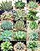 Produktbild Haworthia MIX seltenes Leben sotnes Pflanze exotische Kaktusblume Sukkulenten 10 Samen