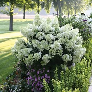 Bobo® Hydrangea Paniculata Shrub – Compact Dwarf White Blooms, Summer Flowering Hardy Landscape Plant (Single Plant, 2 Gallon)