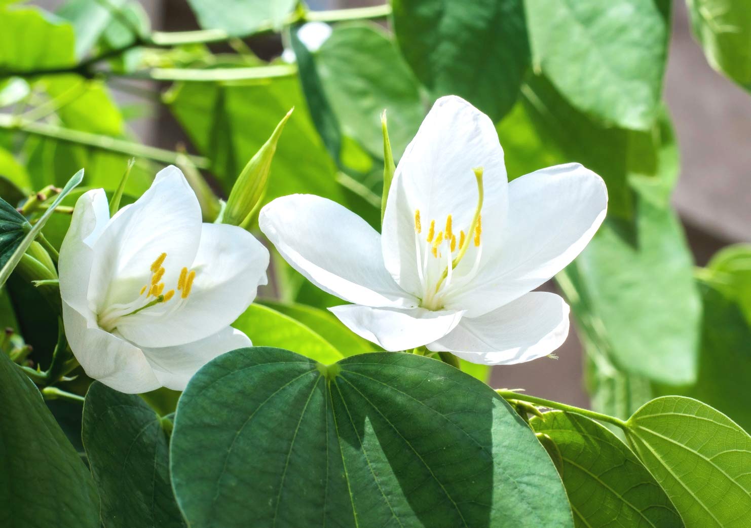 See full amazon price history chart for Indiana Dwarf White orchid tree Safed Kachnar Sivamalli Chingthrao angouba Agok Mati-katota Bili kanchuvaala Vellai mandaarai Bili mandaara Mandaaram Bauhinia acuminate Kanchan Live Plant Indiana Dwarf White orchid tree Safed Kachnar Sivamalli Chingthrao angouba Agok Mati-katota Bili kanchuvaala Vellai mandaarai Bili mandaara Mandaaram Bauhinia acuminate Kanchan Live Plant (B08GJ6BTNK) Amazon Price History, Amazon Price Tracker