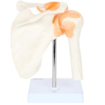 Axis Scientific Human Shoulder Joint Model with Functional Ligaments, Demonstrates Full Range of Motion, Includes Display Base -Color Product Manual for Anatomy Study