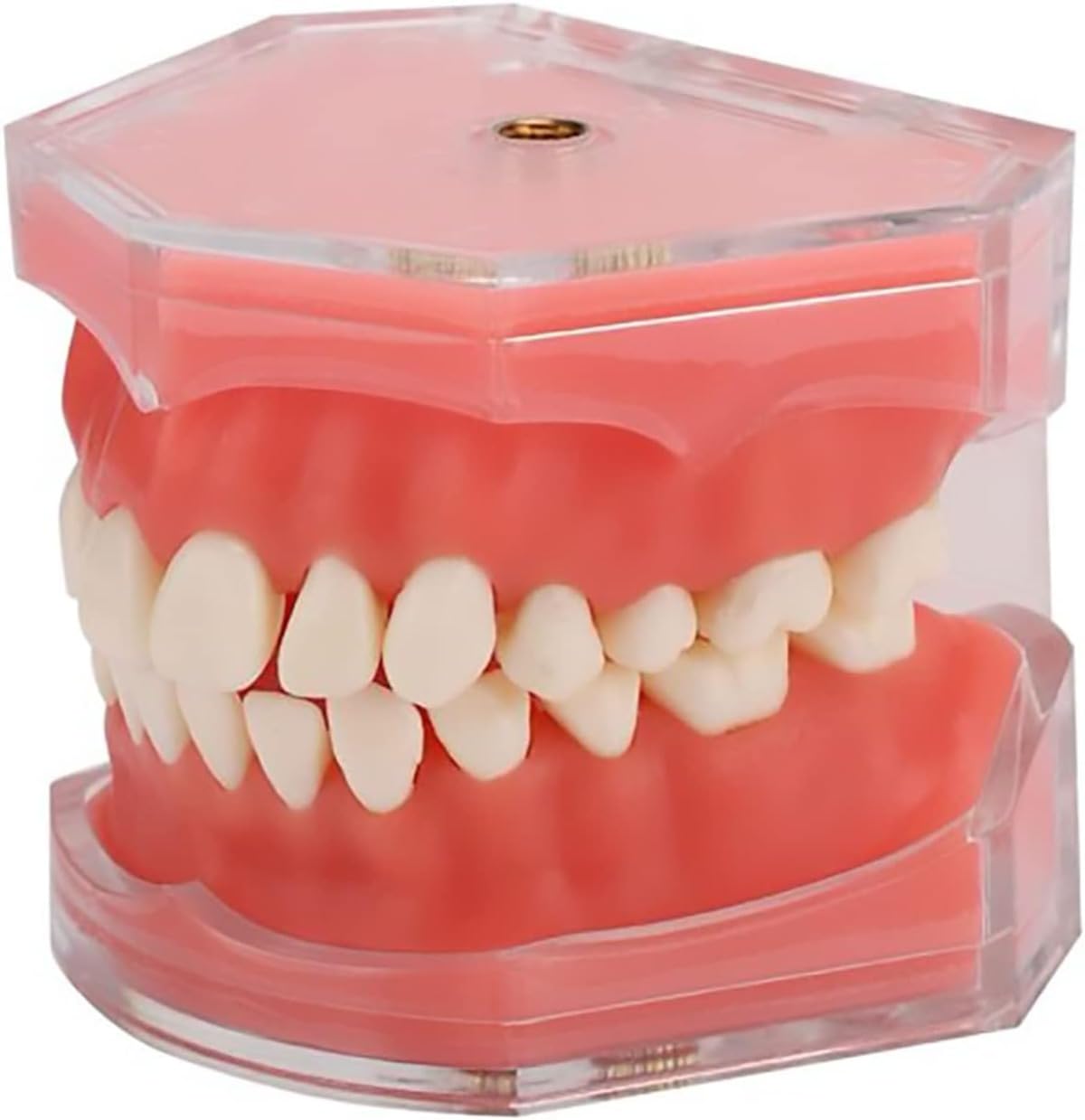 Amazon | 歯列模型 歯科モデル 歯が取り外し可能モデル 教育指導 研究