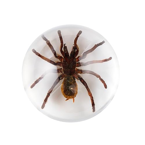 Miniatura 43 de Espécimen de esqueleto de murciélago real en resina para educación científica en el aula, gran regalo para fanáticos de la taxidermia, cráneo