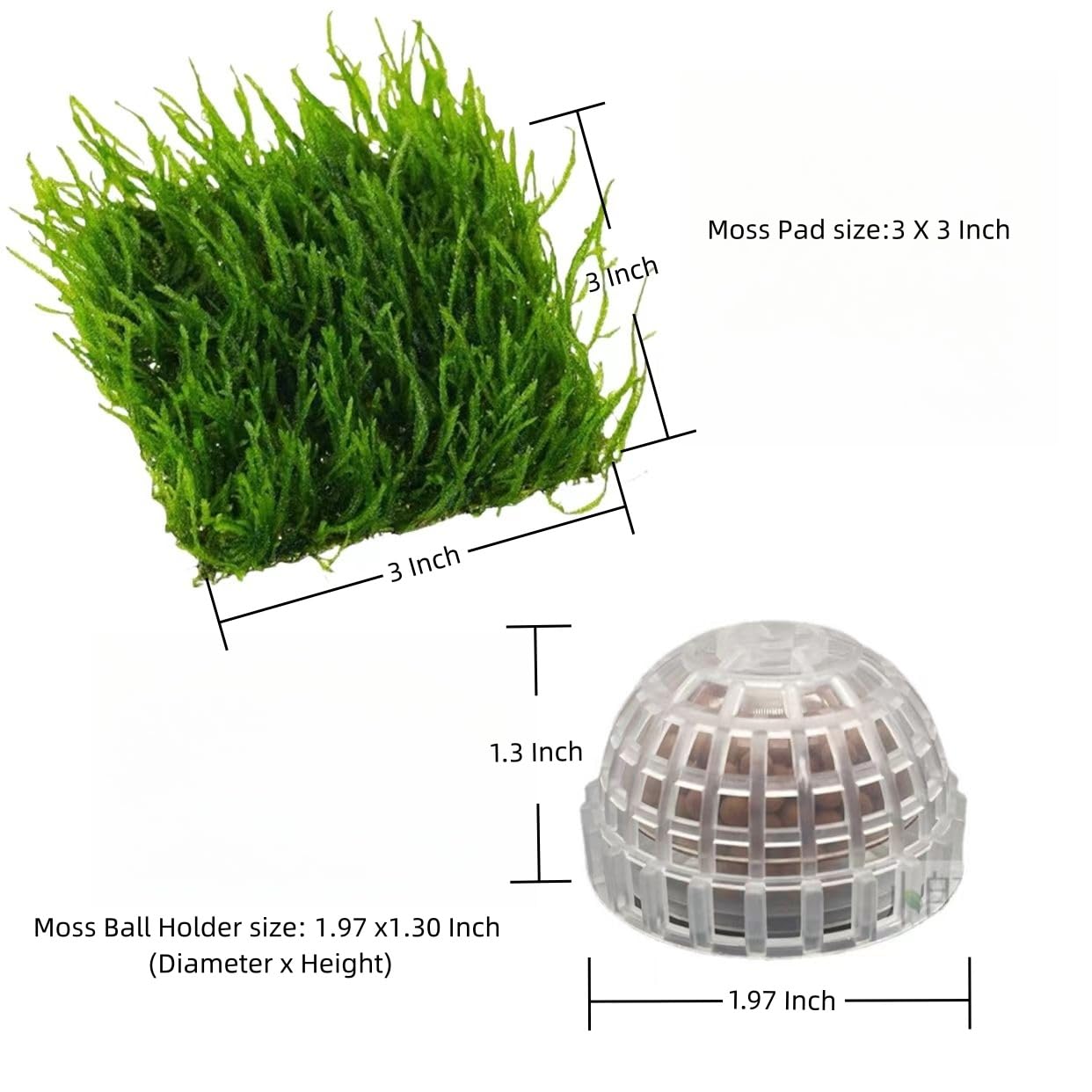 Java Moss?Vesicularia Ferriei Live Plant for Aquarium, 10 Square Inch Flame Moss, with 1x Moss Ball Holder, Freshwater Live Plants Shaping Filter