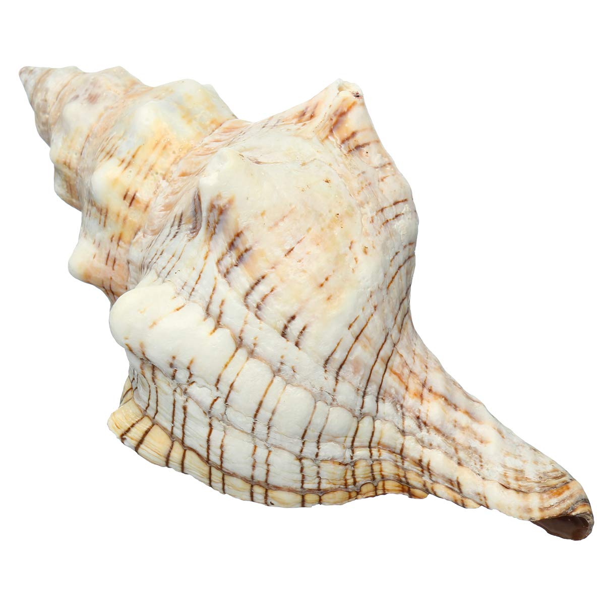 9-20 Cm De Trompeta Natural Conchas De Mar Caracoles Caracoles Decoraciones Para El Hogar - # 1
