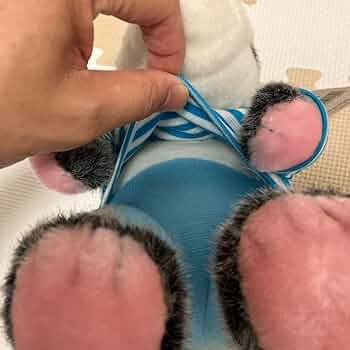 Amazon.co.jp: サンアンドスター 忘れられないおくりもの