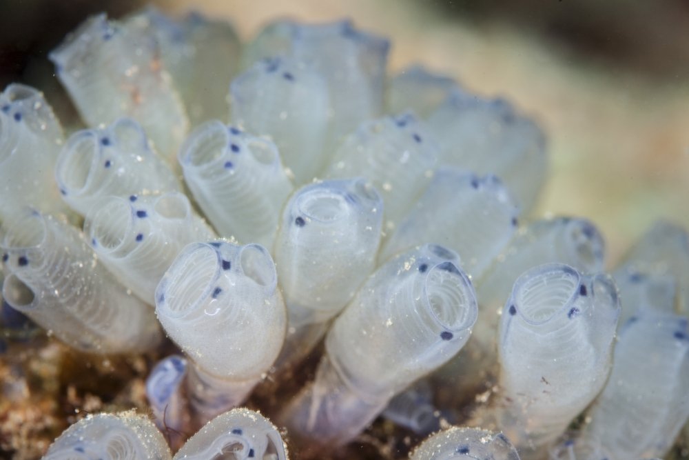A beautiful set of tiny tunicates grows on a reef in Indonesia.This tropical region, within the Coral Triangle, is home to an incredible variety of marine life Poster Print (34 x 22)
