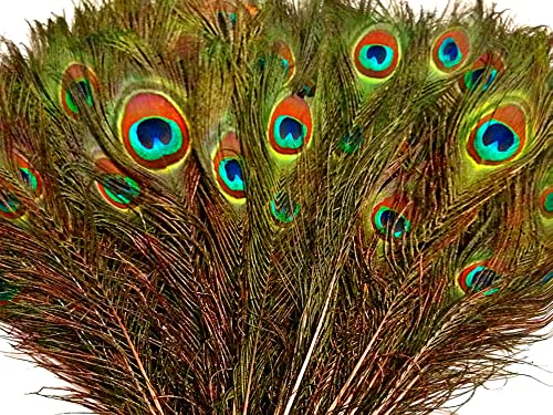 Moonlight Feather 50 Pieces - 20-25" Natural Long Peacock Tail Eye Wholesale Feathers (Bulk) Halloween Craft Supply #TOP1