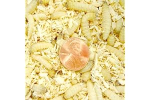 Live Waxworms for Amphibian and Reptile Feeding