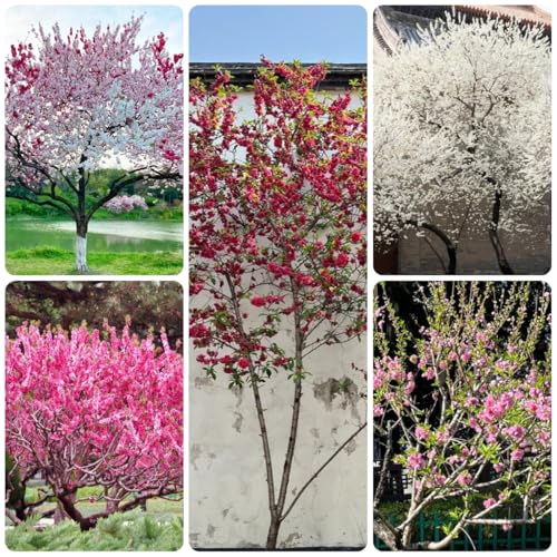 semillas de prunus persica resistentes Plantas en macetas resistentes al aire libre, prunus pérsica, plantar semillas, plantar árboles Plantas resistentes para el jardín Plantas 8pcs