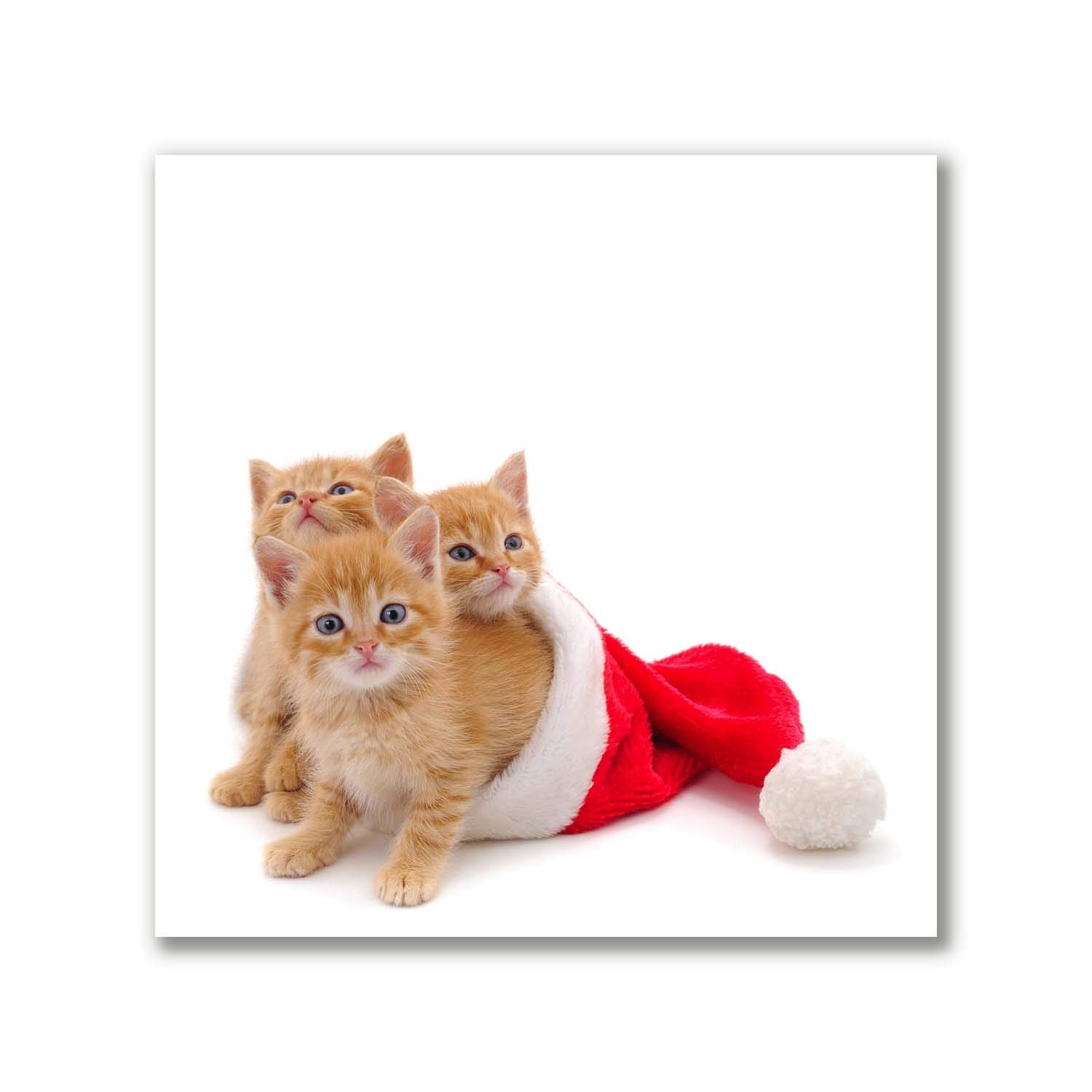 Tirages sur toile Tulup Chats du Père Noël 50x50 cm contre les murs vides
