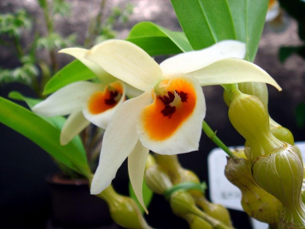 4 Live Orchid Plants to Choose (Dendrobiums)