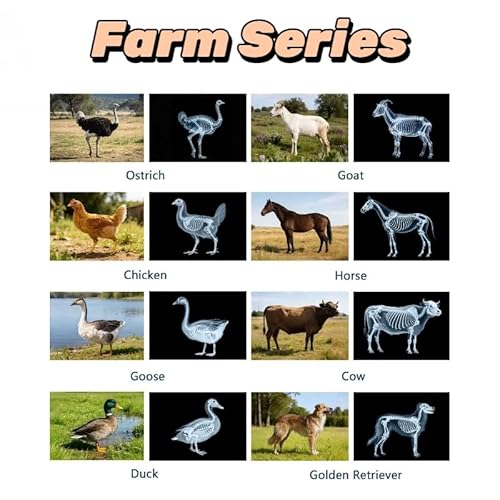 16 Animal X-Ray Set, Educational Science Kit for Kids to Explore Bone Structures for Lightstand Accessories, Light and Shadow Areas (Farm Collection)