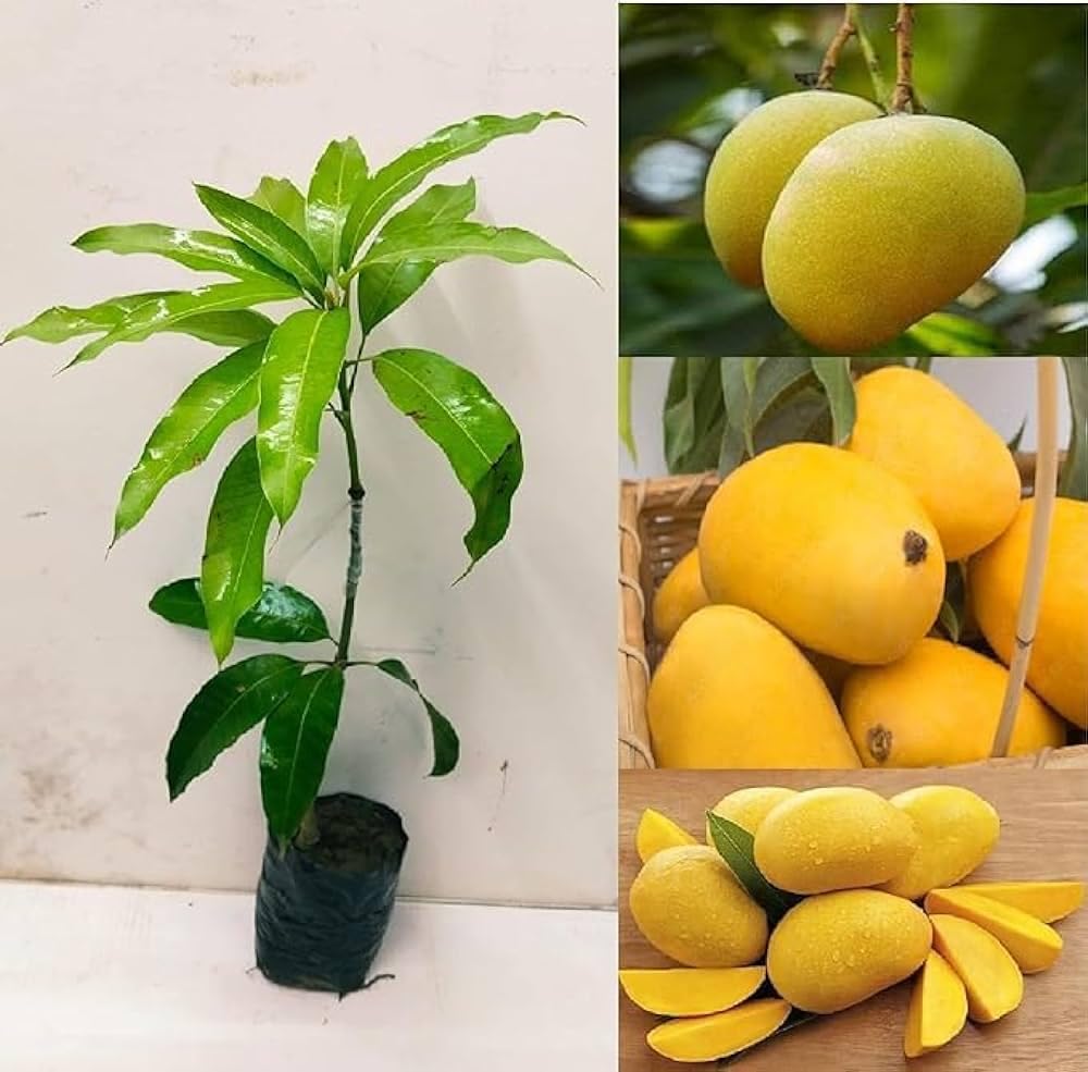 See full amazon price history chart for Eroanvia Combo 2 Banganapalli Mango Tree Hybrid (Height-2-3 Feet) Live Amba Plant Hybrid Mangoplant"King Of Fruits" Healthy Live Plant For Home Garden Eroanvia Combo 2 Banganapalli Mango Tree Hybrid (Height-2-3 Feet) Live Amba Plant Hybrid Mangoplant"King Of Fruits" Healthy Live Plant For Home Garden (B0CH8N7FW6) Amazon Price History, Amazon Price Tracker