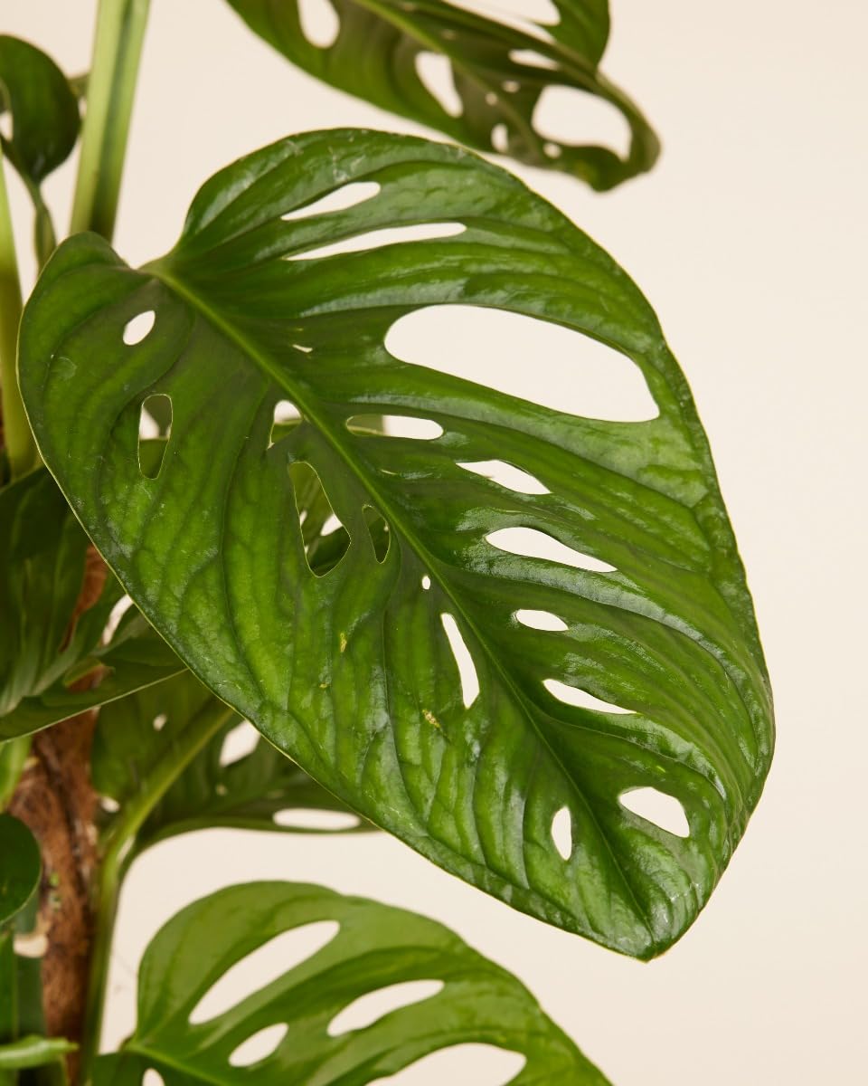 PLNTS - Monstera Adansonii Monkey Mask - Zimmerpflanze - Zimmerpflanzen,  Pflanzen Echt, Nachhaltige Verpackung - 27cm Topf - Hhe 160cm - Direkt von  der Grtnerei : Amazon.de: Garten