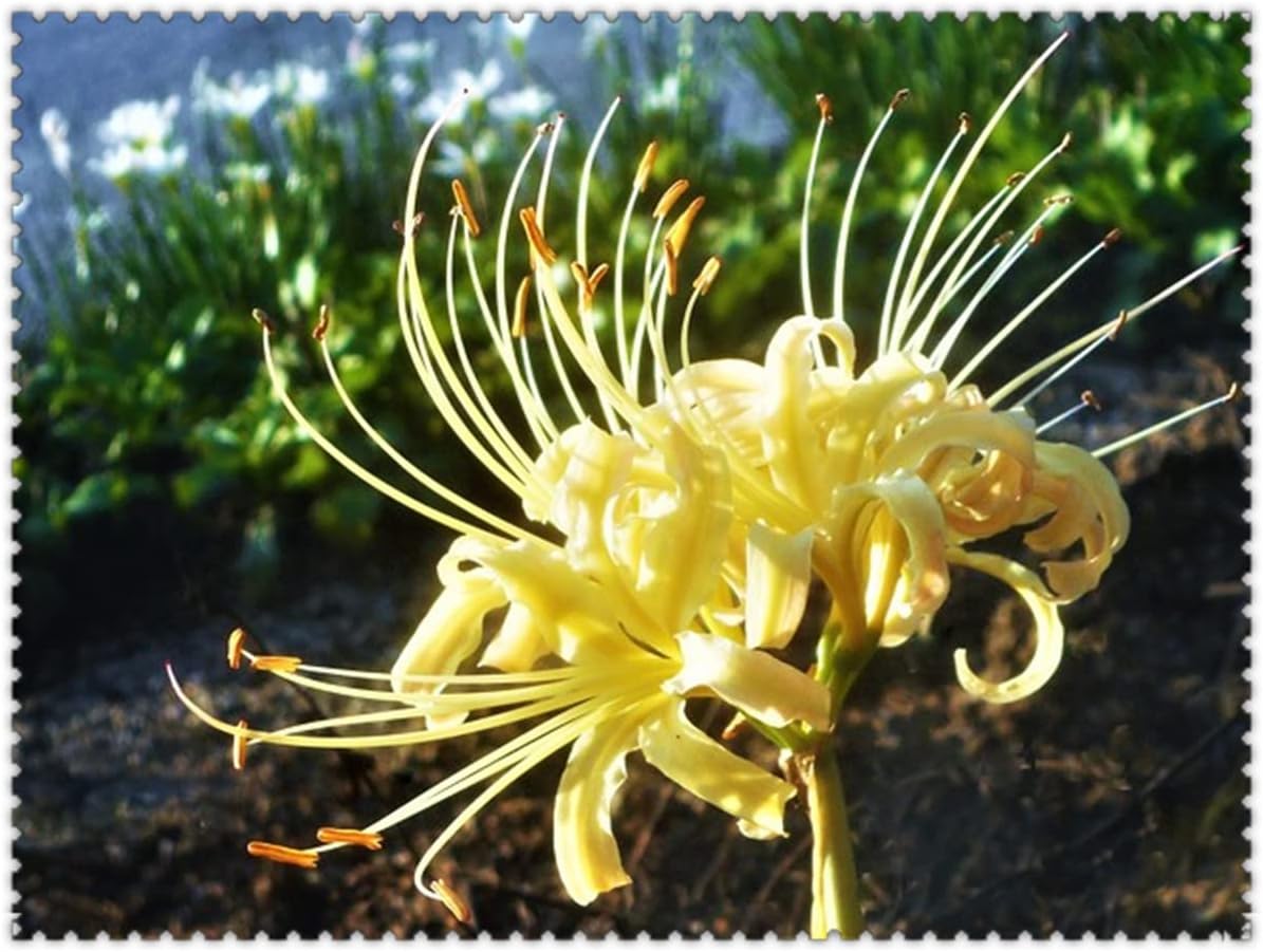 ヒガンバナの球根 パーティーの装飾 女神の花 庭を美しくする 7 球根 A