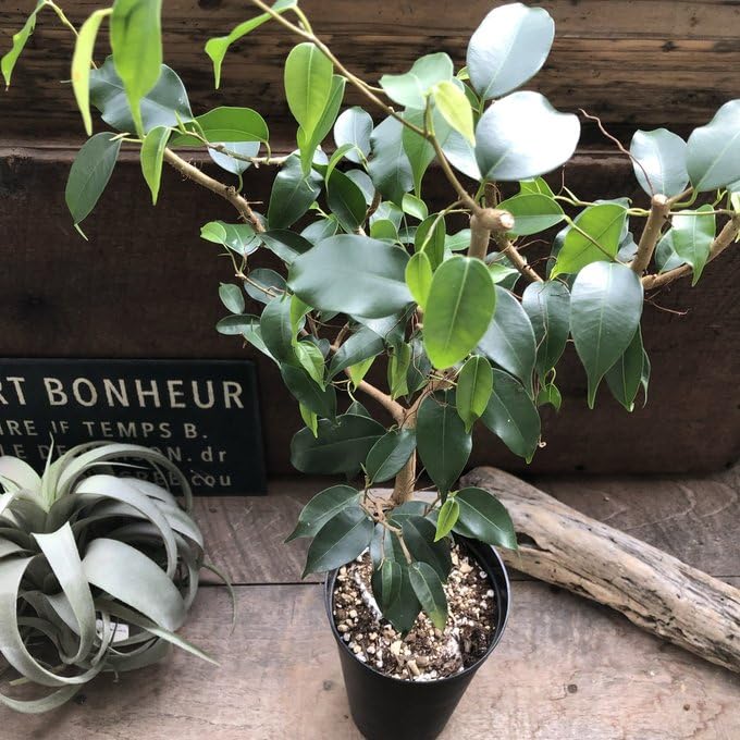 Amazon｜ウィアンディ フィカス 雲龍性 観葉植物 レア品種｜観葉植物