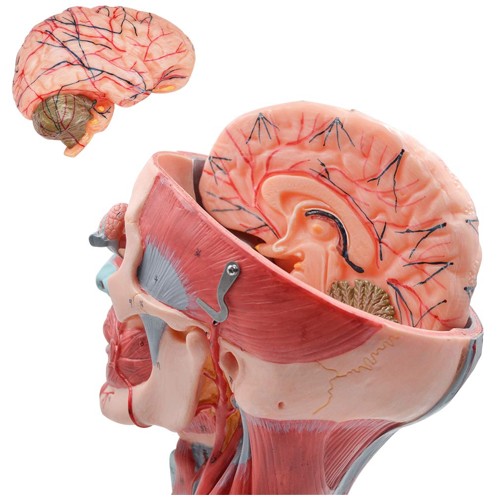 Scientific Human Brain Head Model, Anatomy Model Features Half Head, Muscular Anatomy, Veins, Arteries, Exposed Sinuses, Brain, and Spinal Anatomy for Student