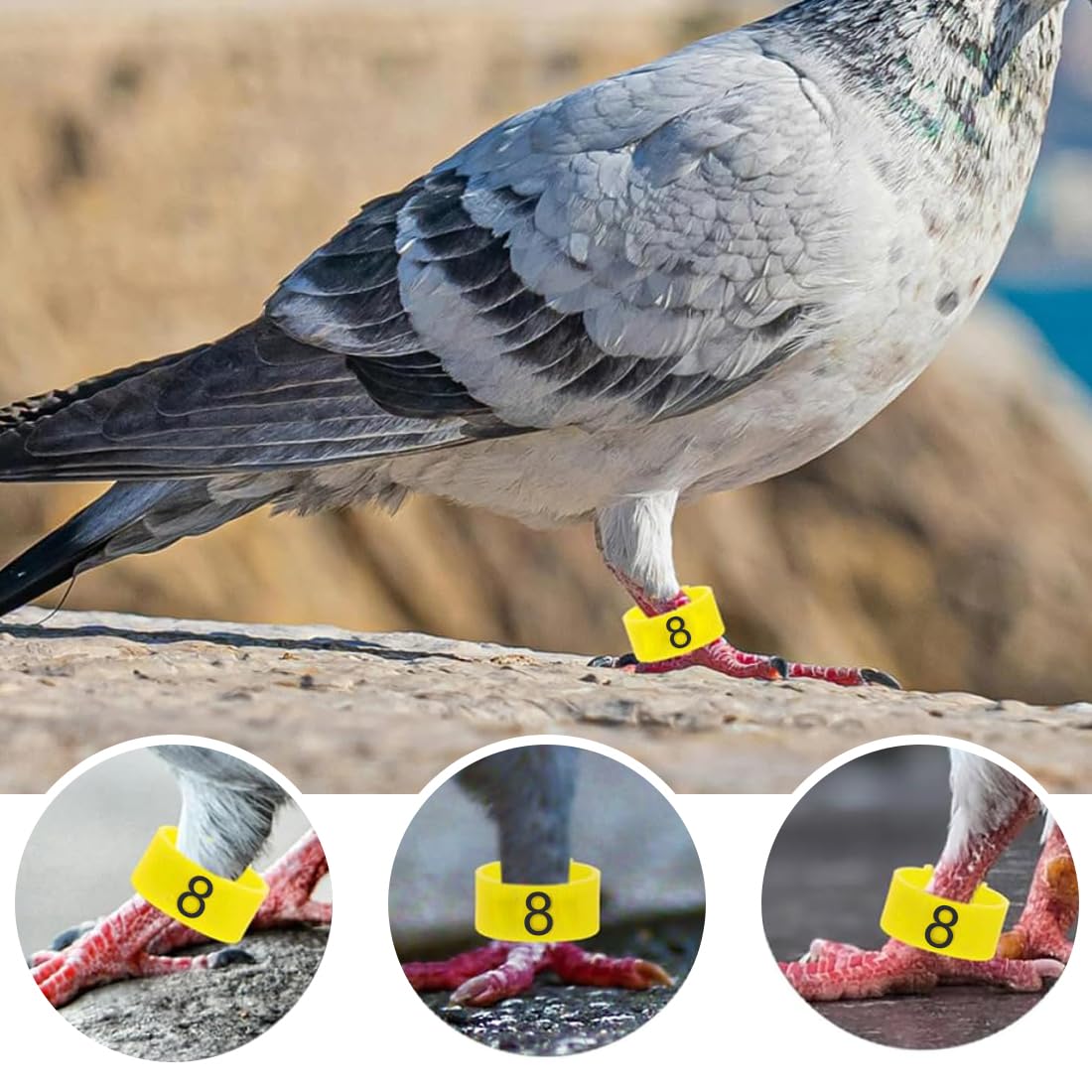 Bagues Numérotées Volaille 16mm Wisebom 100Pcs Bague Poule Anneaux De Jambe D'Identification, Anneaux De Jambe D'Identification Marquage Poules Canards Pigeons Bagues Numérotées Volaille 16mm Wisebom 100Pcs Bague Poule Anneaux De Jambe D'Identification, Anneaux De Jambe D'Identification Marquage Poules Canards Pigeons