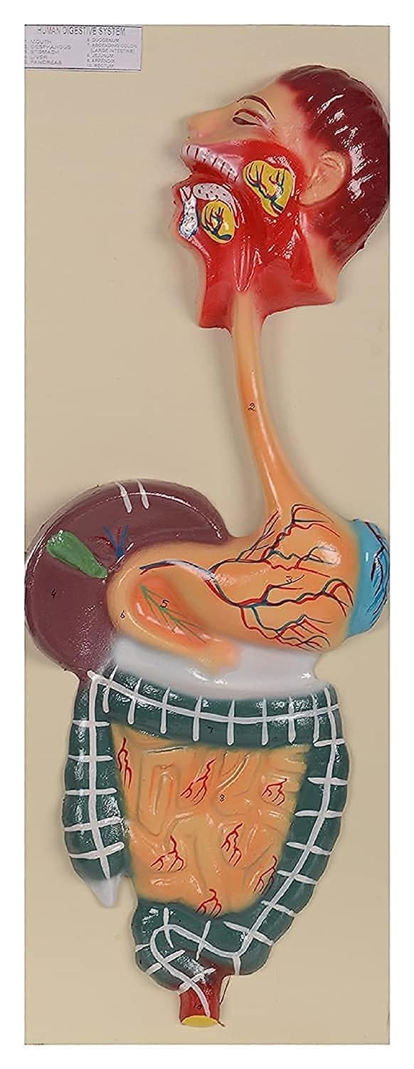 LabHouse Human Digestive System Fiber Model Long Anatomy model Digestion Gastrointestinal tract Intestines Stomach Esophagus Mouth Teeth Salivary glands (21"X8") (B0D87HK85D) Amazon Price History, Amazon Price Tracker