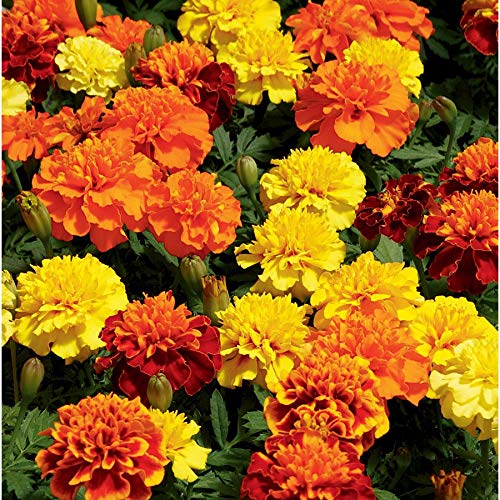 Planthub Dwarf French Marigold Multicolour Mixed Flower Seeds - Pack of 50 Seeds (B0BSFHZSZ6) Amazon Price History, Amazon Price Tracker