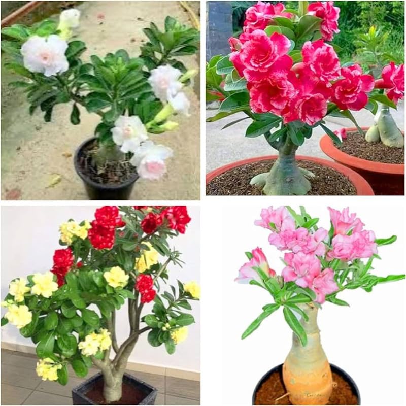 Hybrid adenium live plant pack of 4 | (Combo) | BDSresolve_11 (B0D3T52Z54) Amazon Price History, Amazon Price Tracker