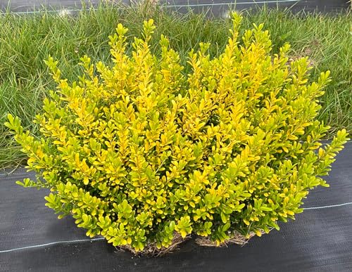 Glow Pop Japanese Holly 4-Inch Pot