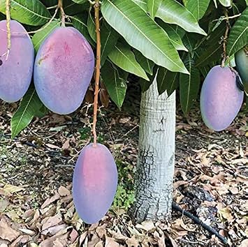 mango tropical fruit tree 12-24 Palmer