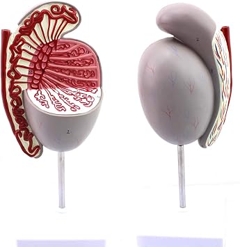 Teaching Model,Testicular Structure Model, Human Anatomy Mode, Genitourinary Health Guidance Model, Andrology Marriage Health Guidance Model Medical Teaching