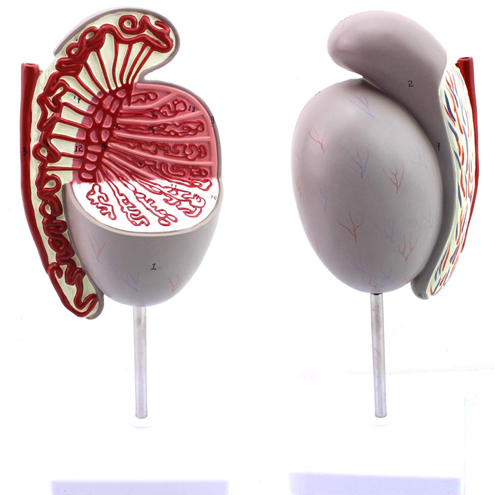 Modèle de structure testiculaire pour expliquer la santé génito-urinaire sans tabou