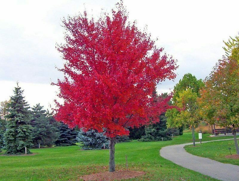 Acero rosso giapponese "Acero palmatum Momiji" pianta in alveolo h.1 metro e oltre Vivaio di Castelletto