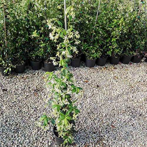 2 Pianti di Gelsomino Rampicante