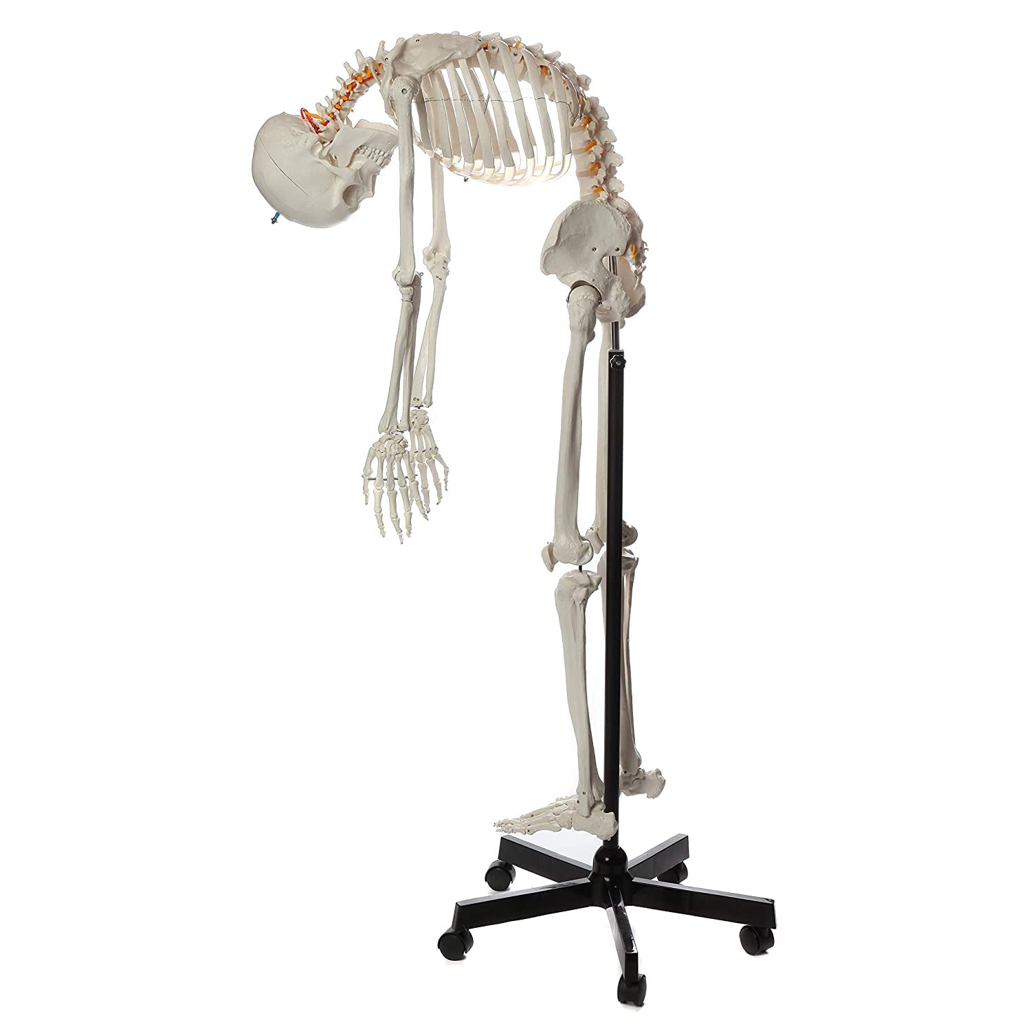 Elastyczny model anatomiczny szkieletu człowieka 180 cm Pakiet modeli szkieletu naturalnej wielkości zawierający anatomicznie poprawny szkielet 206 kości Interaktywna replika medyczna Regulo